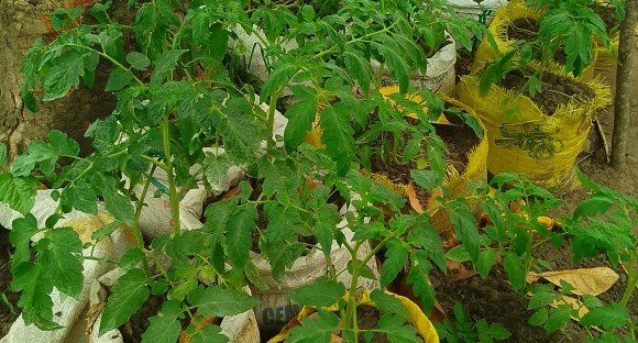 Description of image